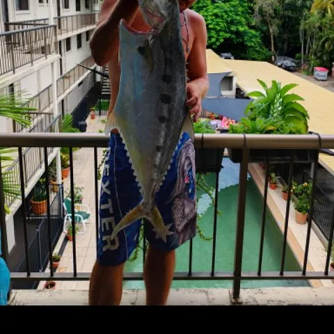 The most recent Talang queenfish catches on Fishbrain