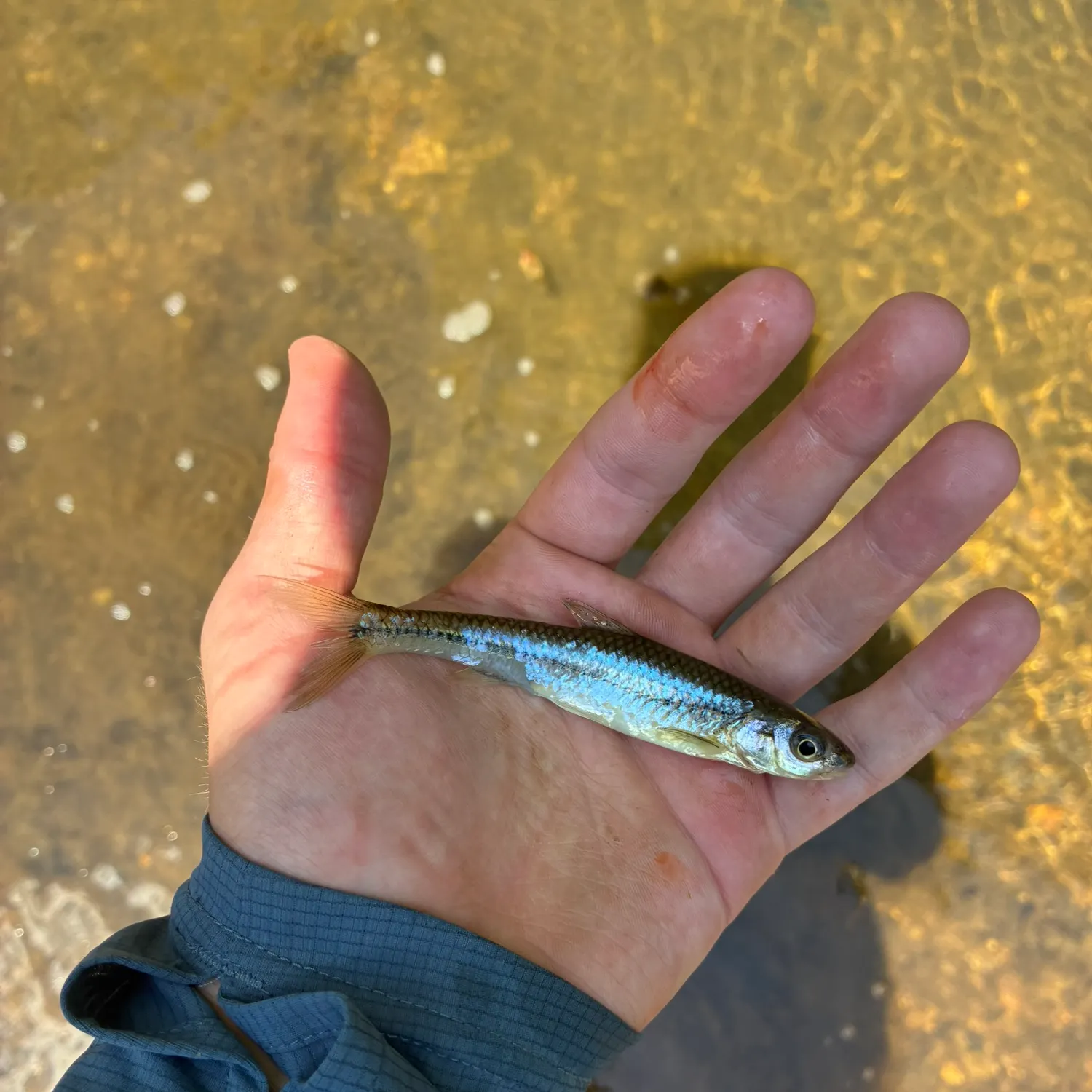 The most recent Blacknose shiner catches on Fishbrain