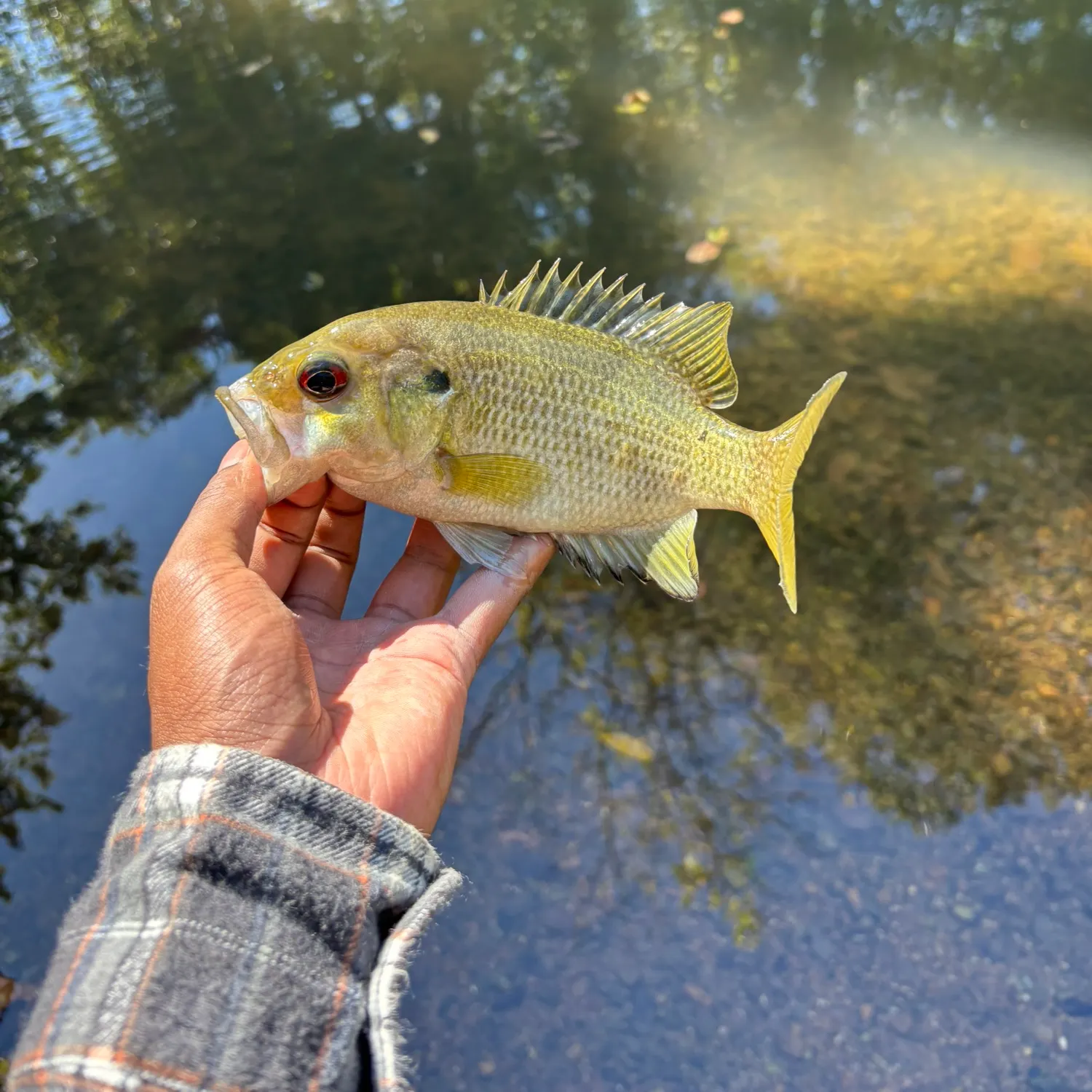 The most recent Rock bass catches on Fishbrain