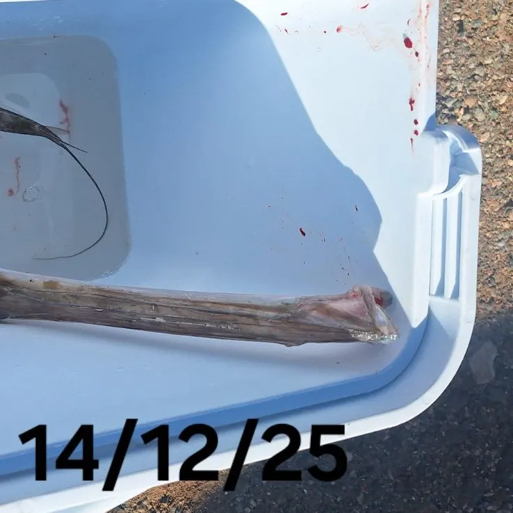 The most recent Bluespotted cornetfish catches on Fishbrain