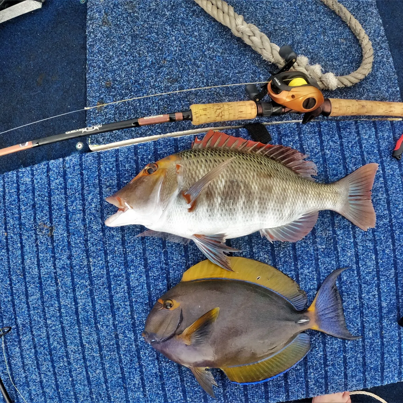 recently logged catches