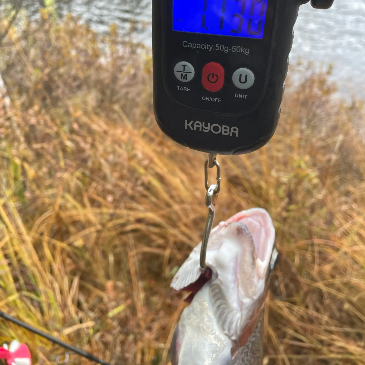 Rainbow trout caught on Fishbrain