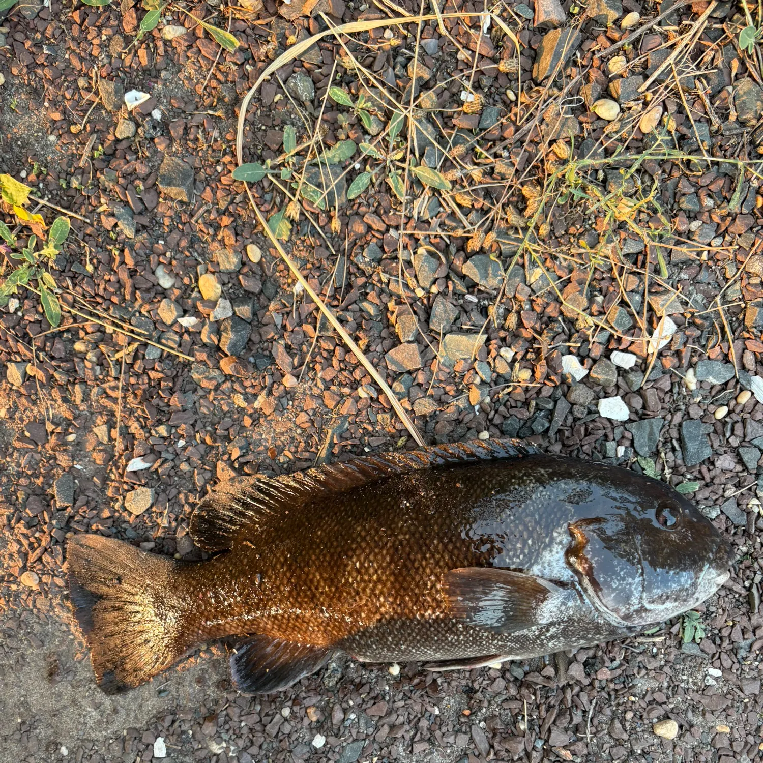 The most recent Tautog catches on Fishbrain