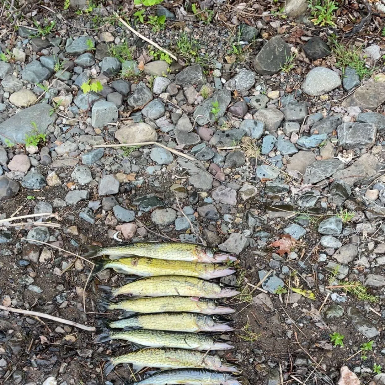 angler catch