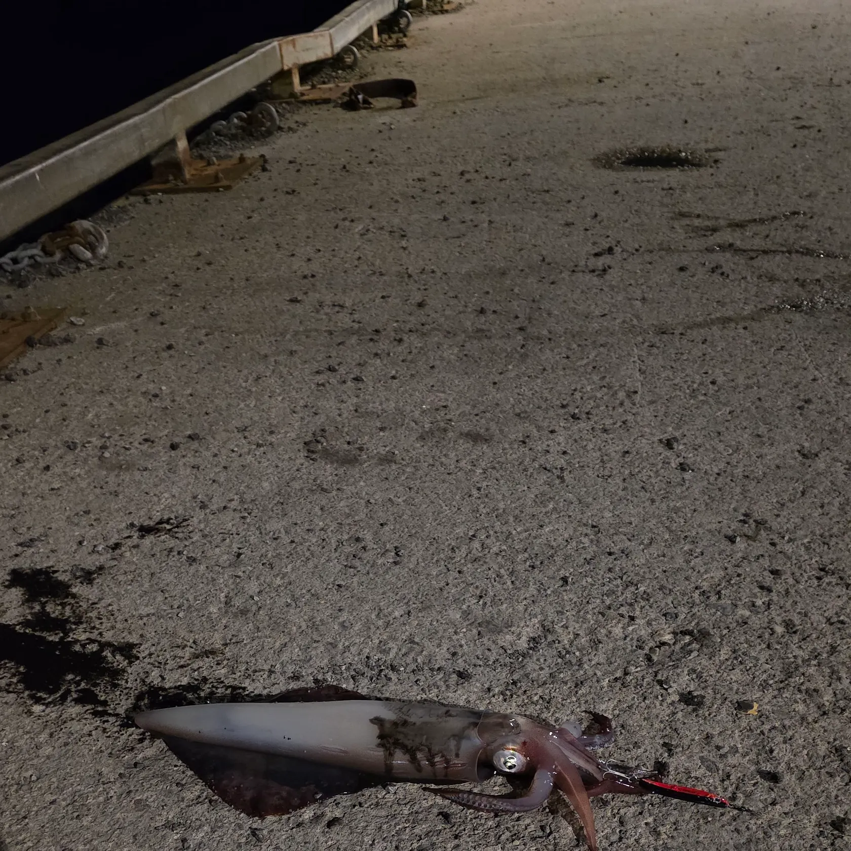 The most recent European flying squid catches on Fishbrain