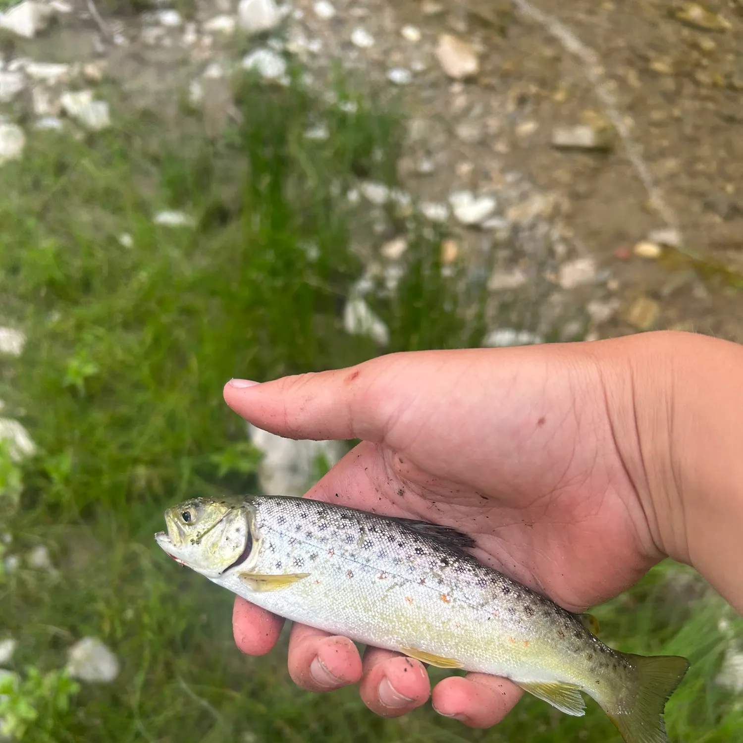 The most recent Brown trout catches on Fishbrain