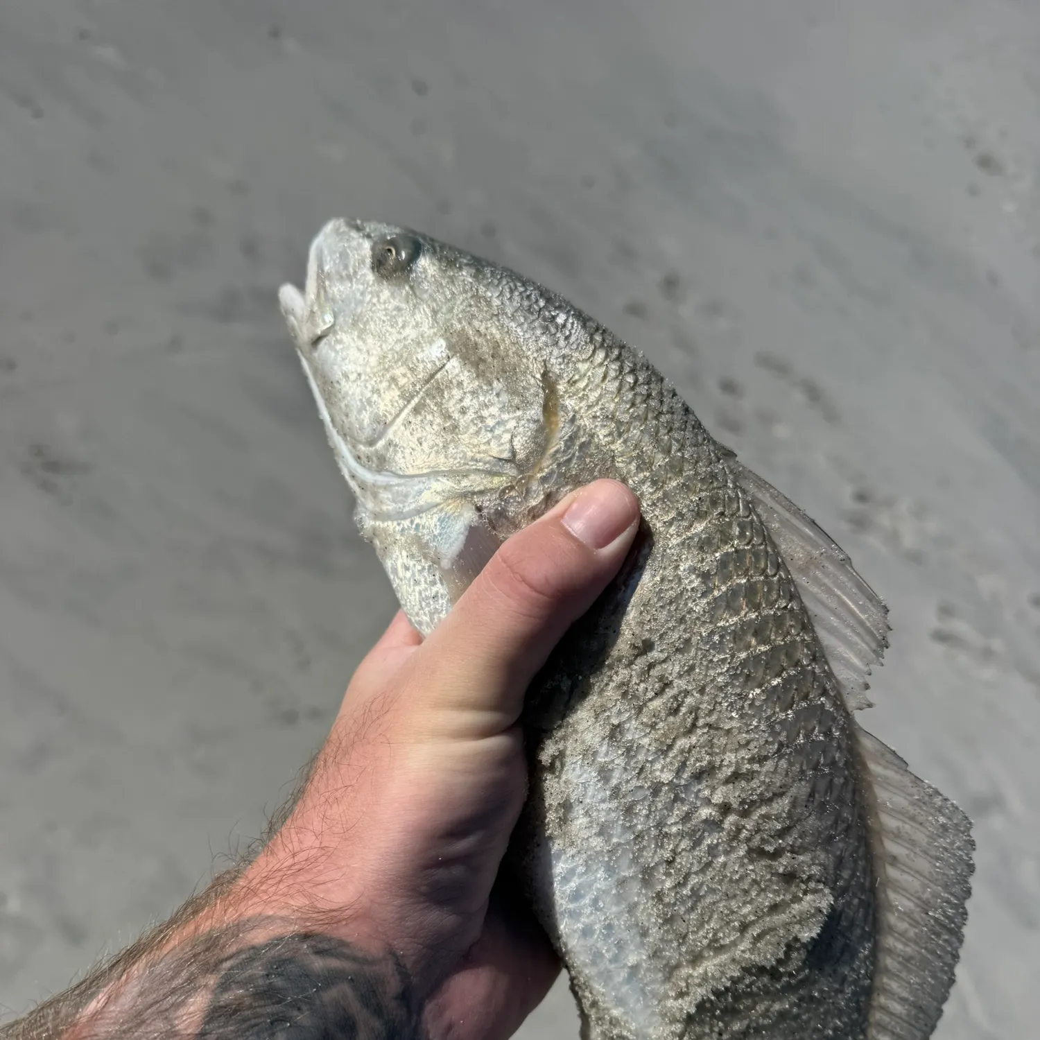 Red drum caught on Fishbrain