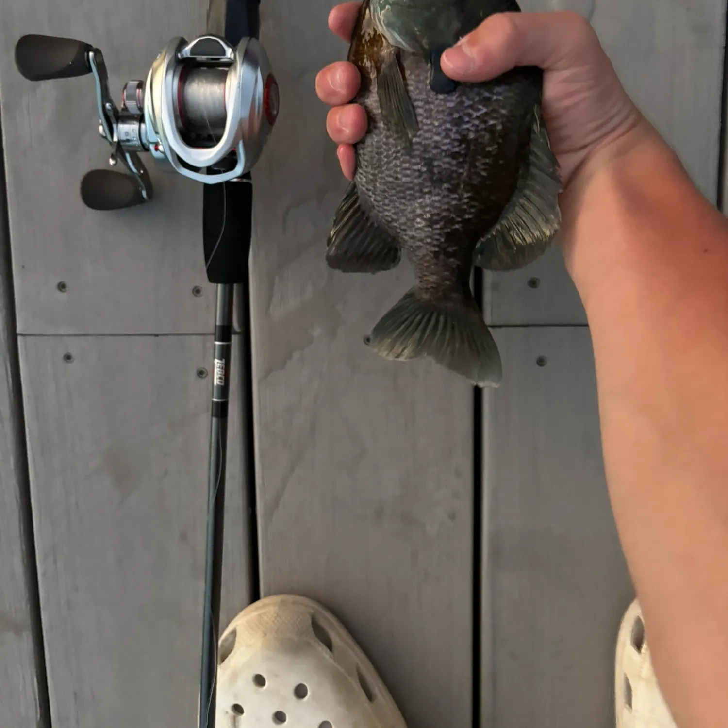Bluegill caught on Fishbrain