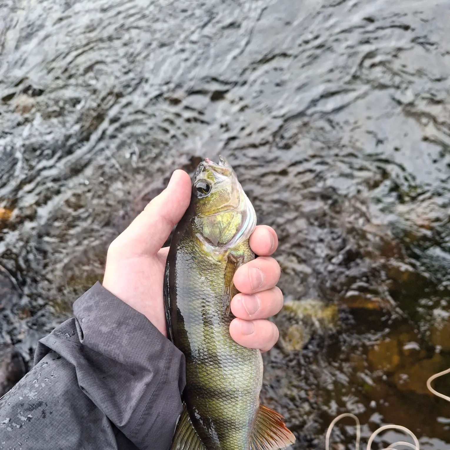European perch caught on Fishbrain