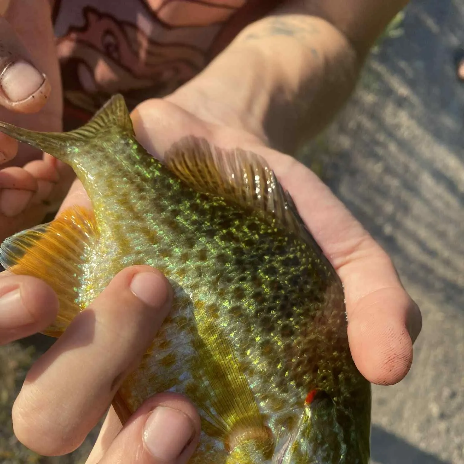 recently logged catches