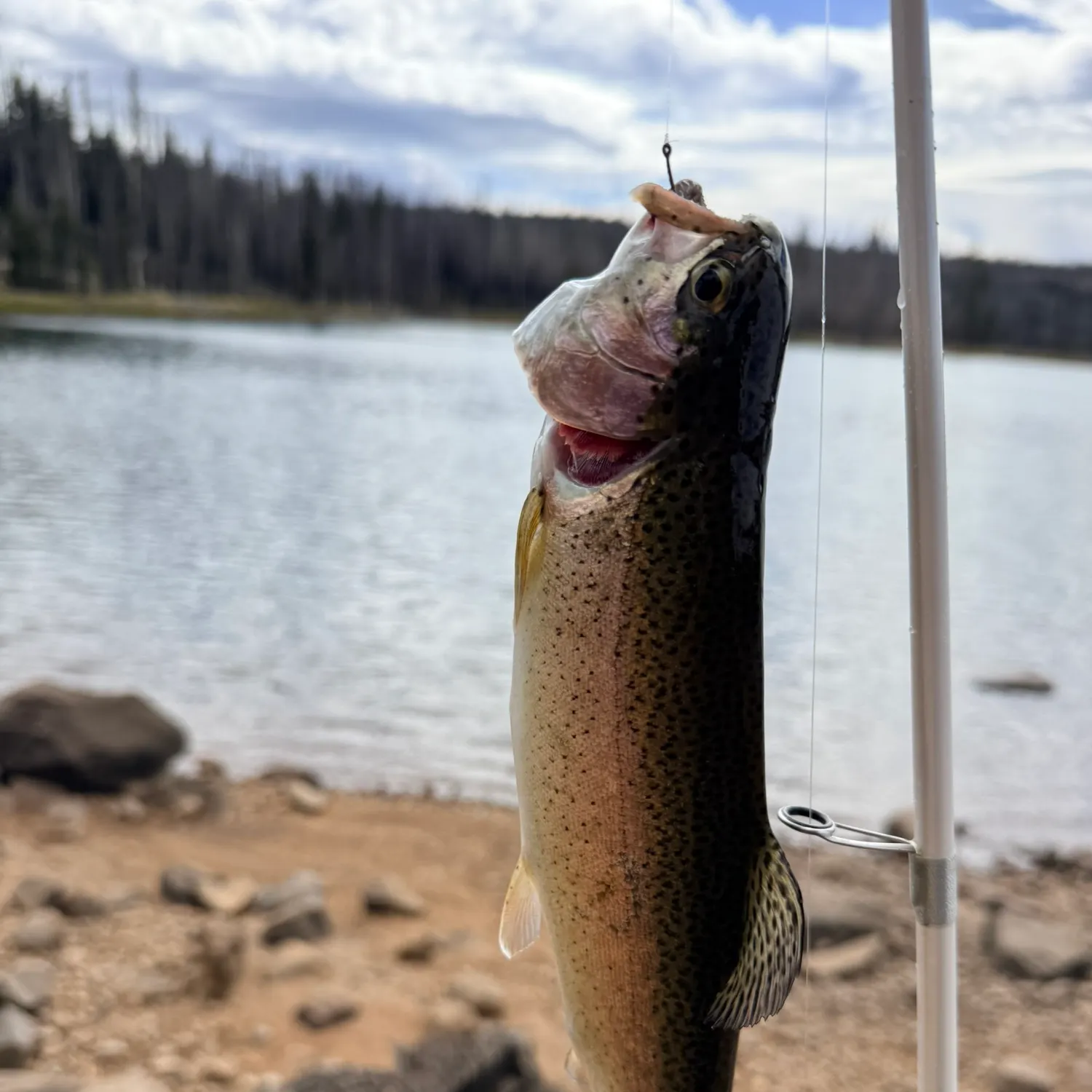 Rainbow trout caught on Fishbrain