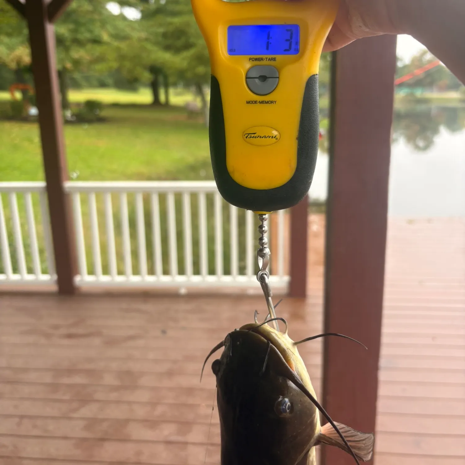 Brown bullhead caught on Fishbrain