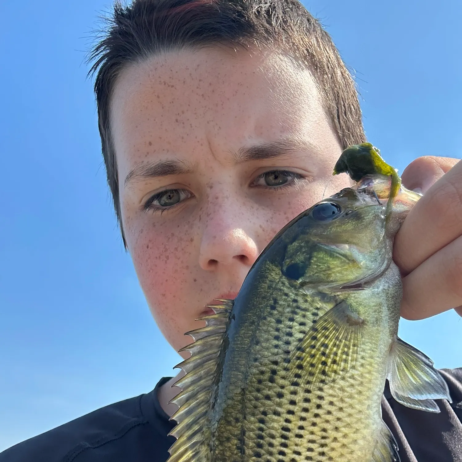 Rock bass caught on Fishbrain