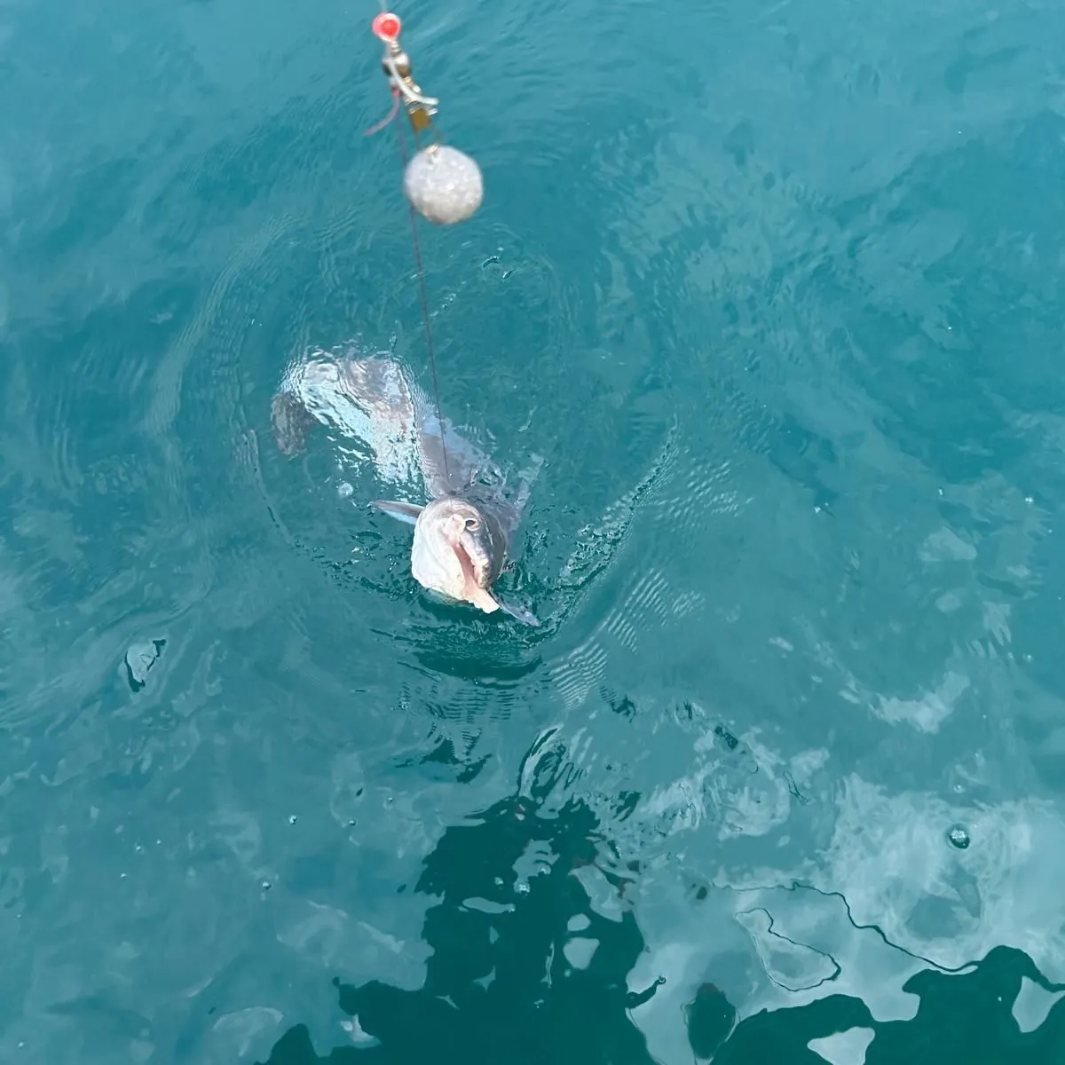 The most recent European conger catches on Fishbrain