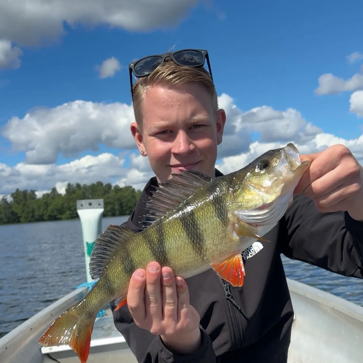 European perch caught on Fishbrain