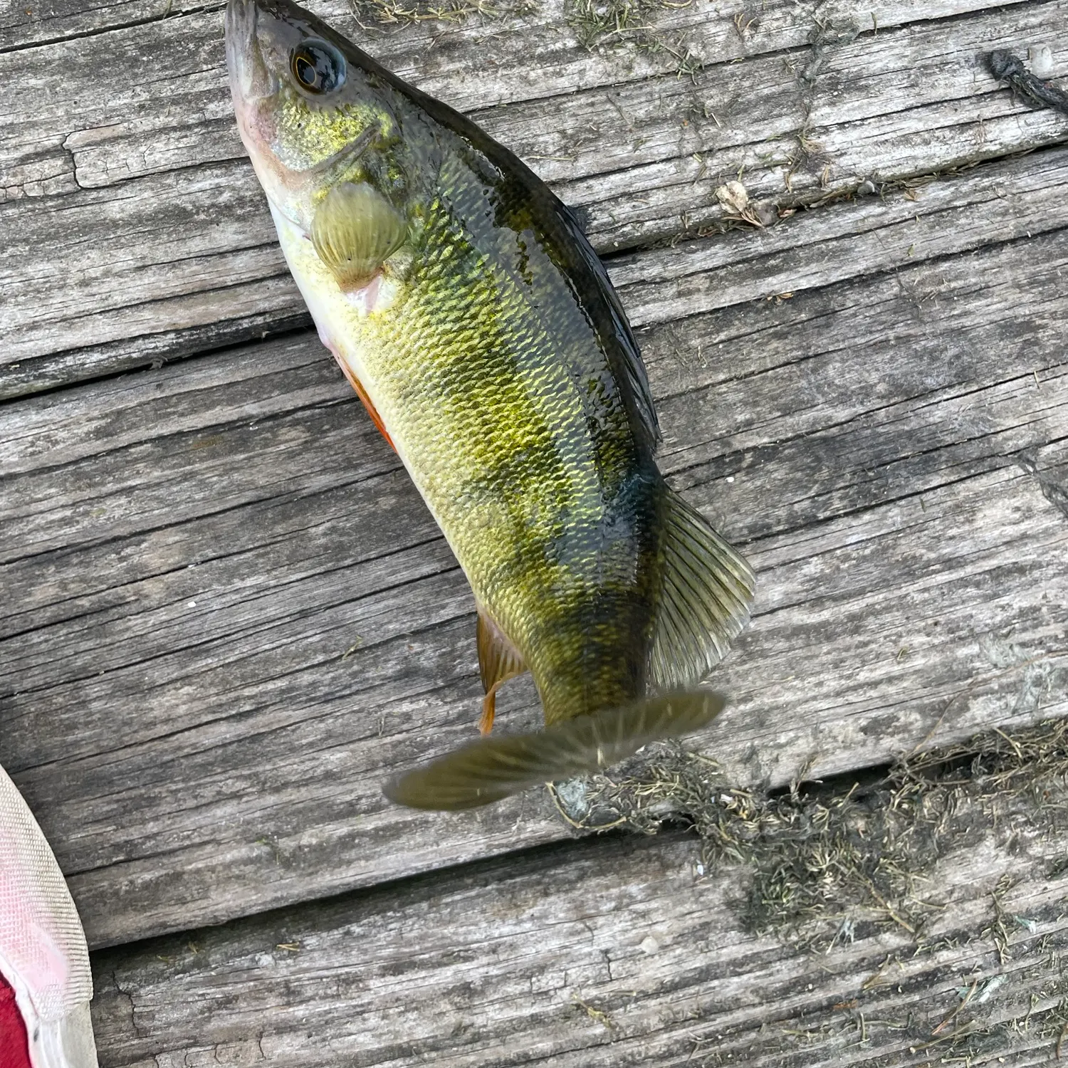 Yellow perch caught on Fishbrain