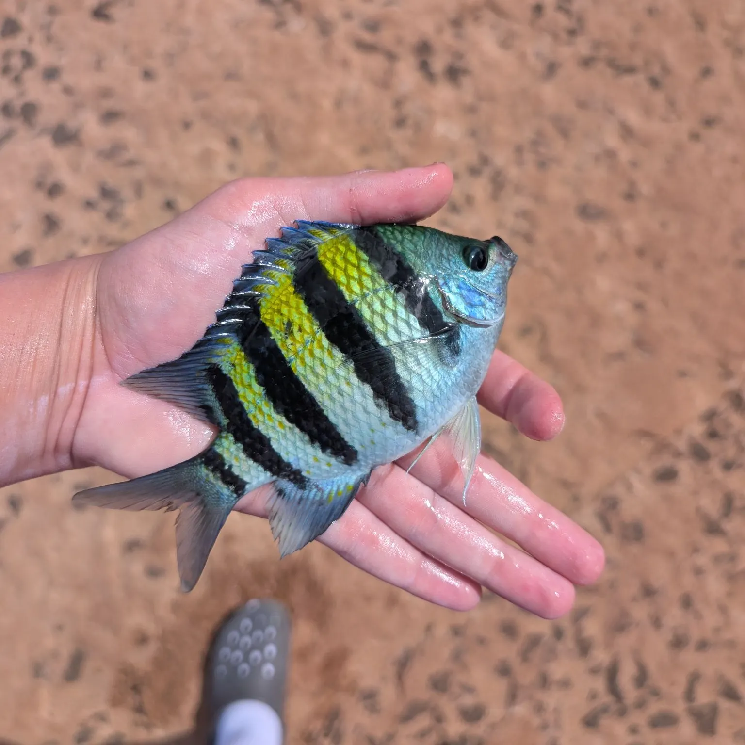 The most recent Indo-Pacific sergeant catches on Fishbrain