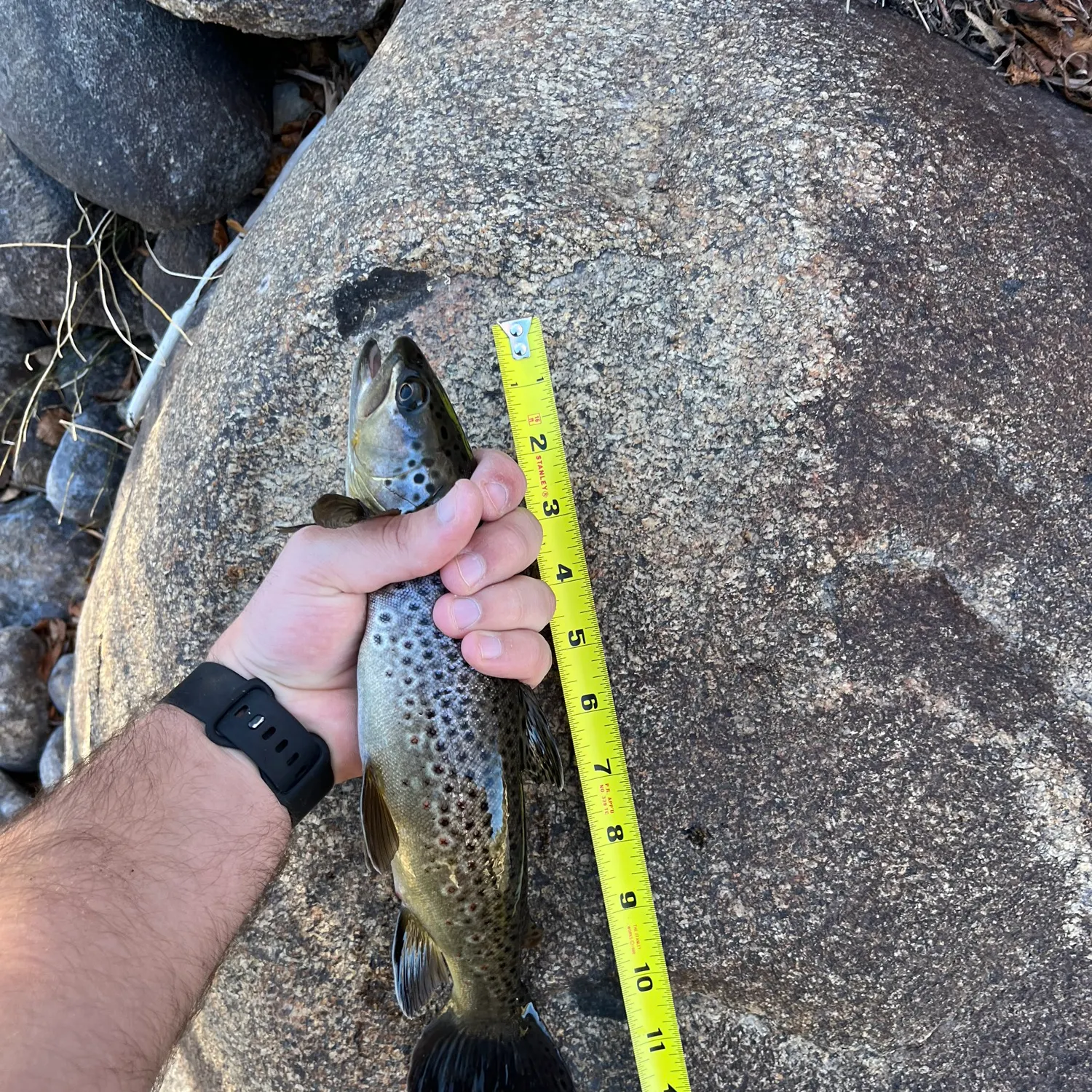 recently logged catches