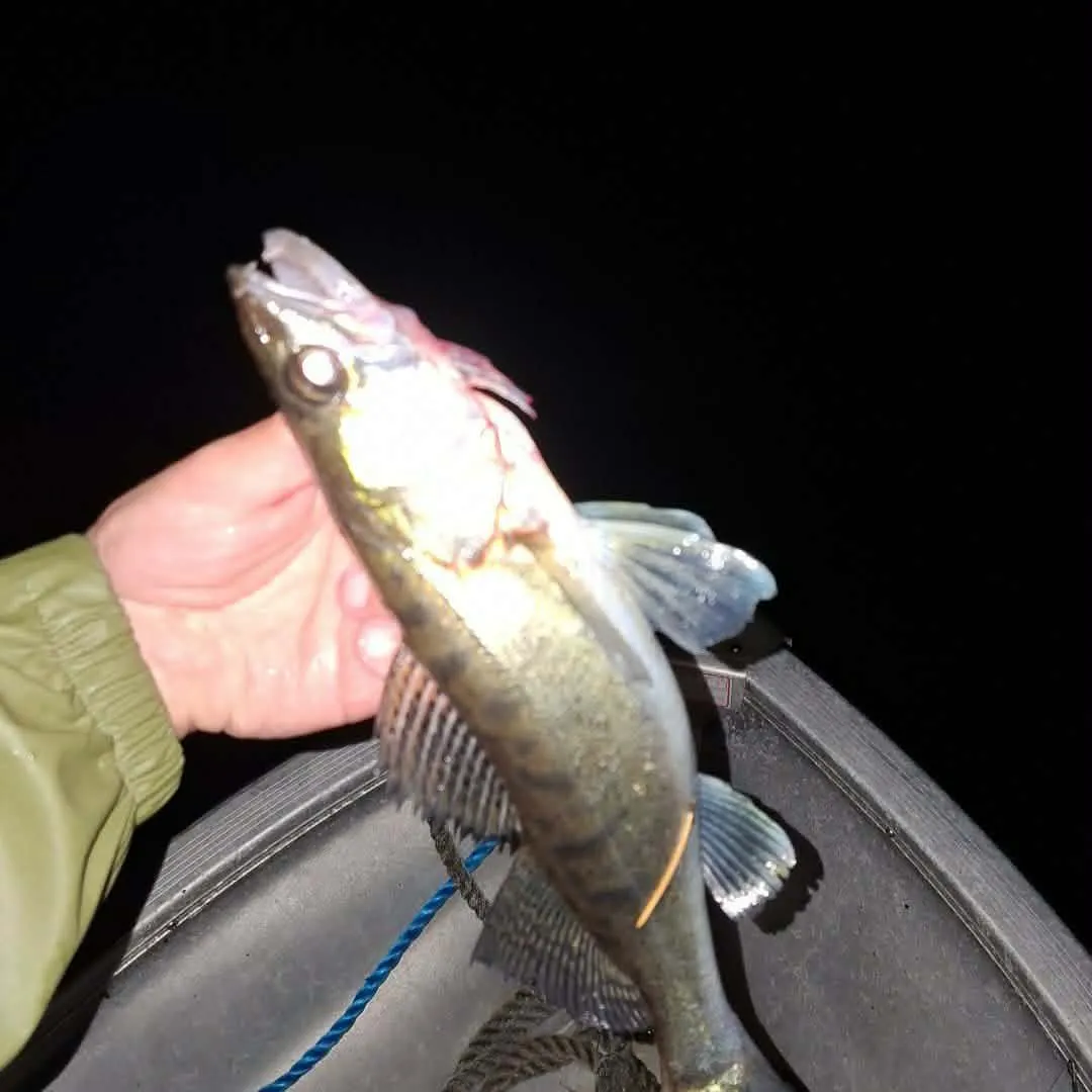 Zander caught on Fishbrain