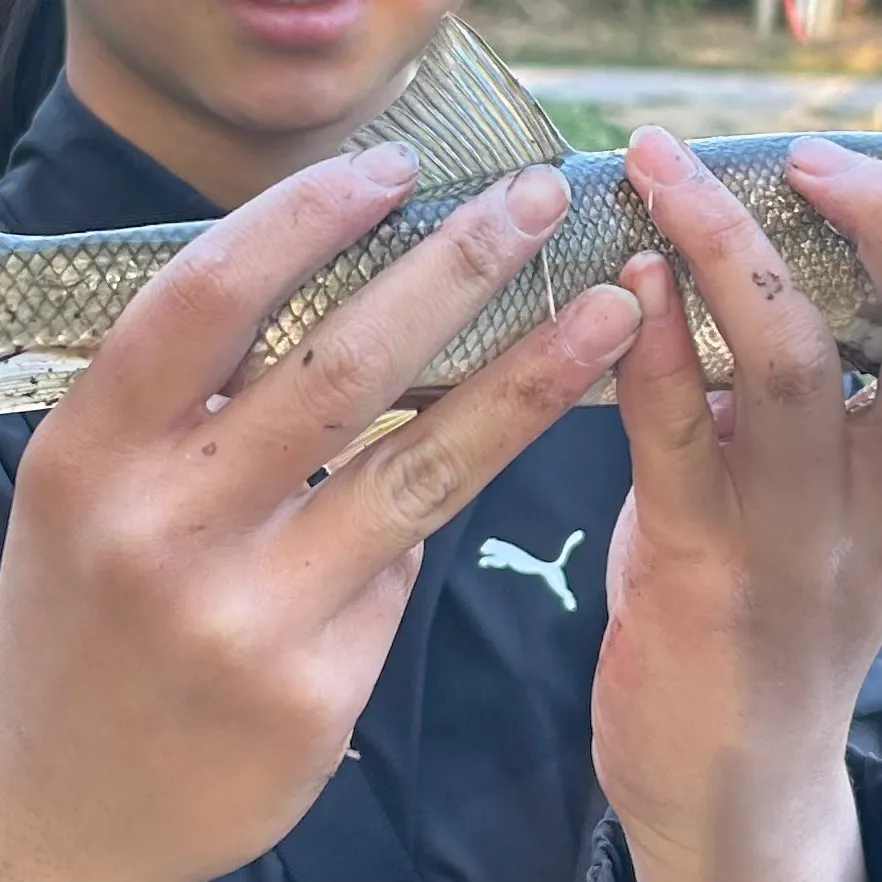 The most recent White sucker catches on Fishbrain