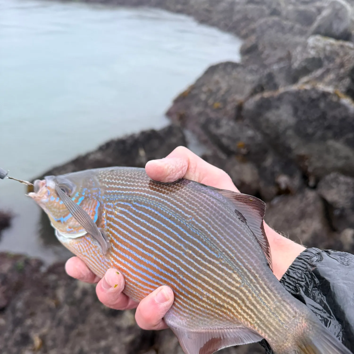 The most recent Striped seaperch catches on Fishbrain