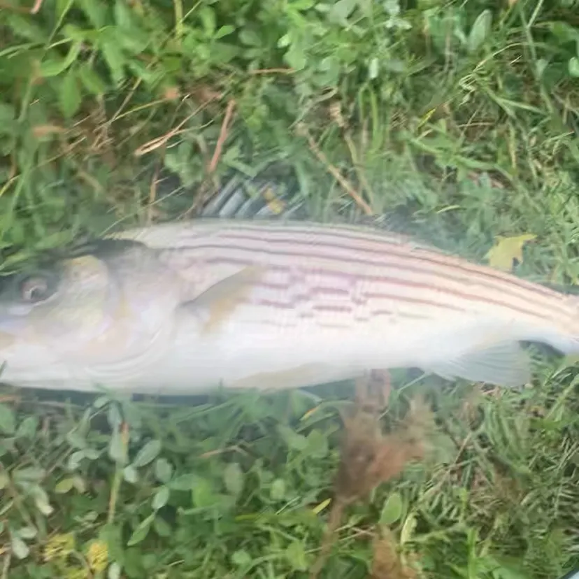 Fish caught on Fishbrain
