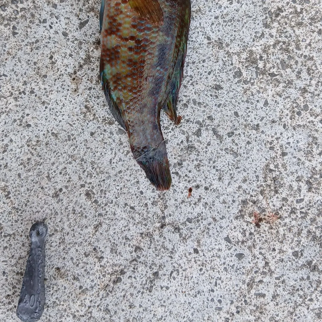 Ballan wrasse caught on Fishbrain