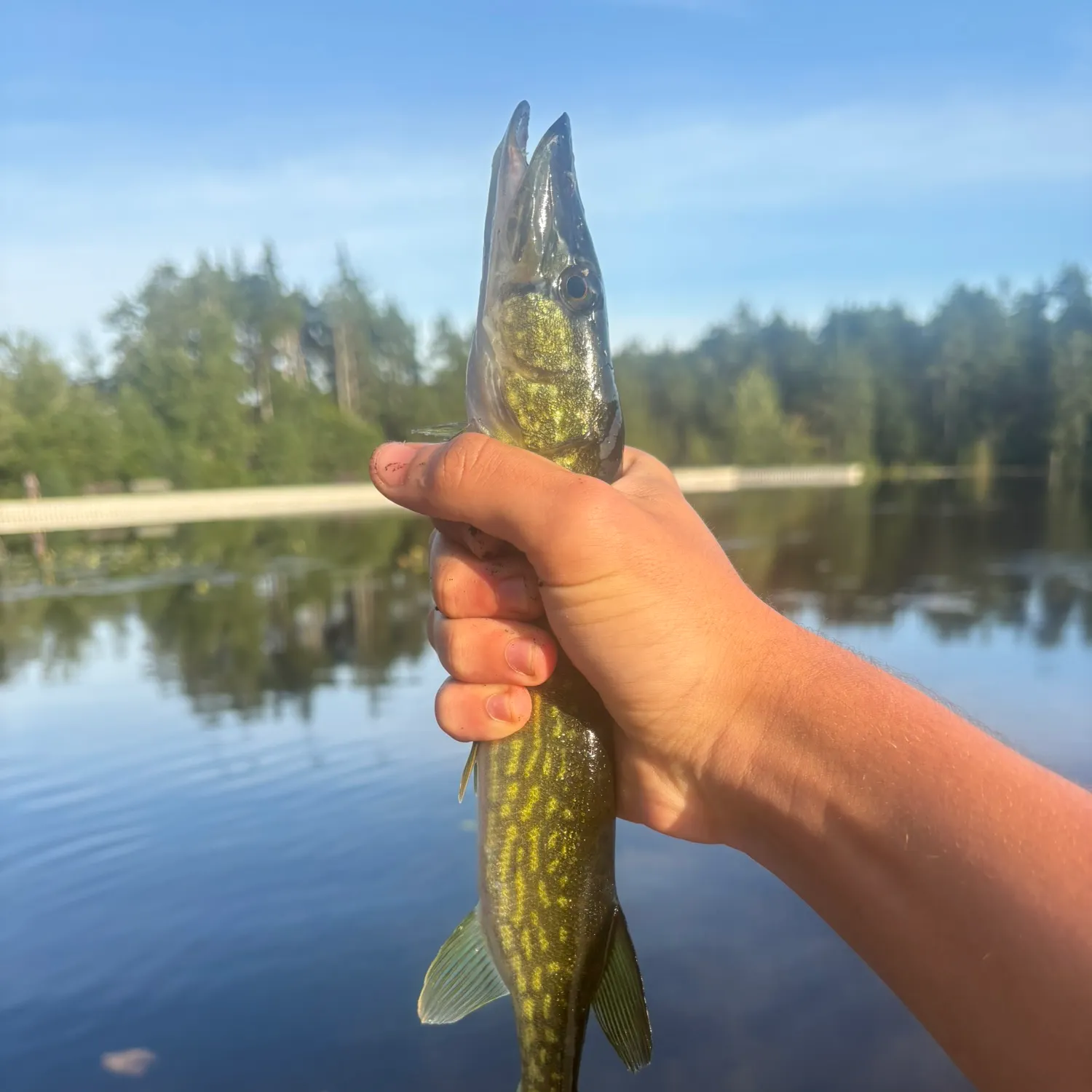 Chain pickerel caught on Fishbrain