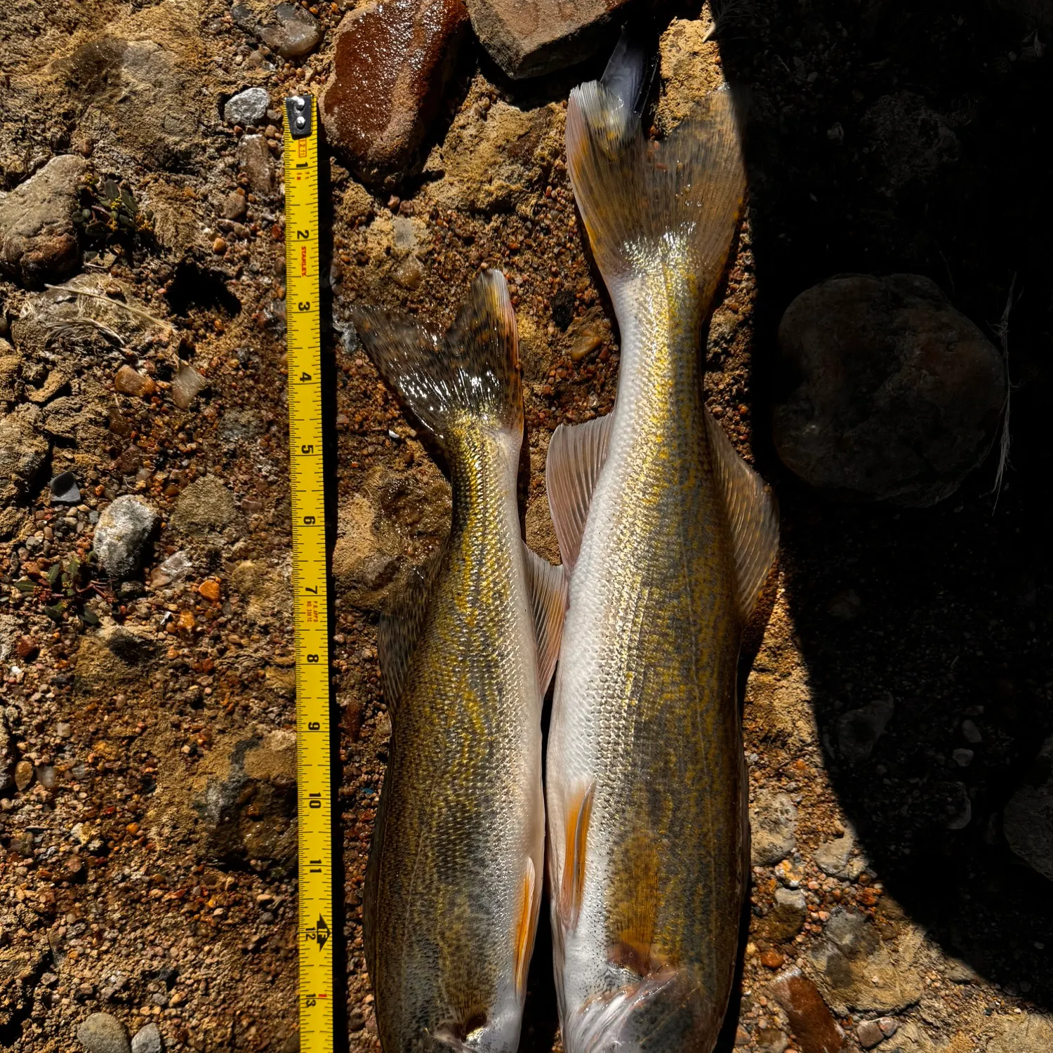 Walleye caught on Fishbrain