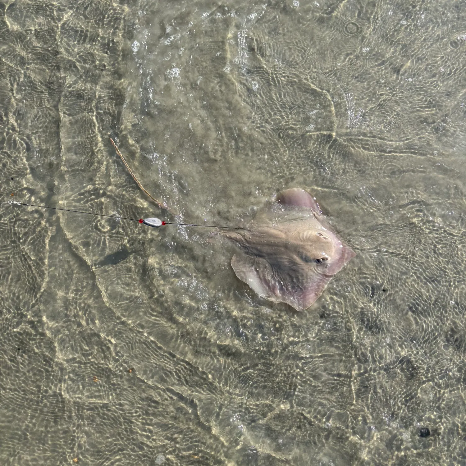Atlantic stingray caught on Fishbrain