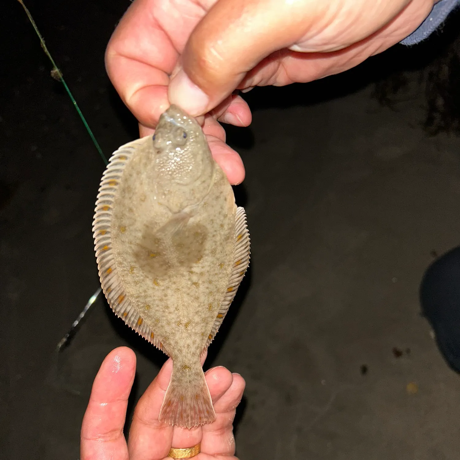 The most recent Common dab catches on Fishbrain