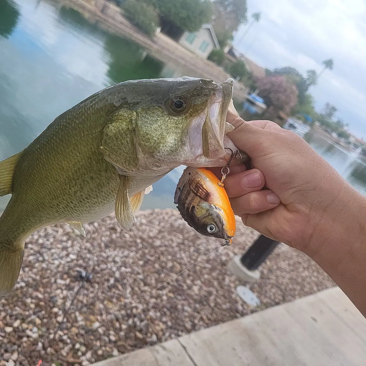 Largemouth bass caught on Fishbrain