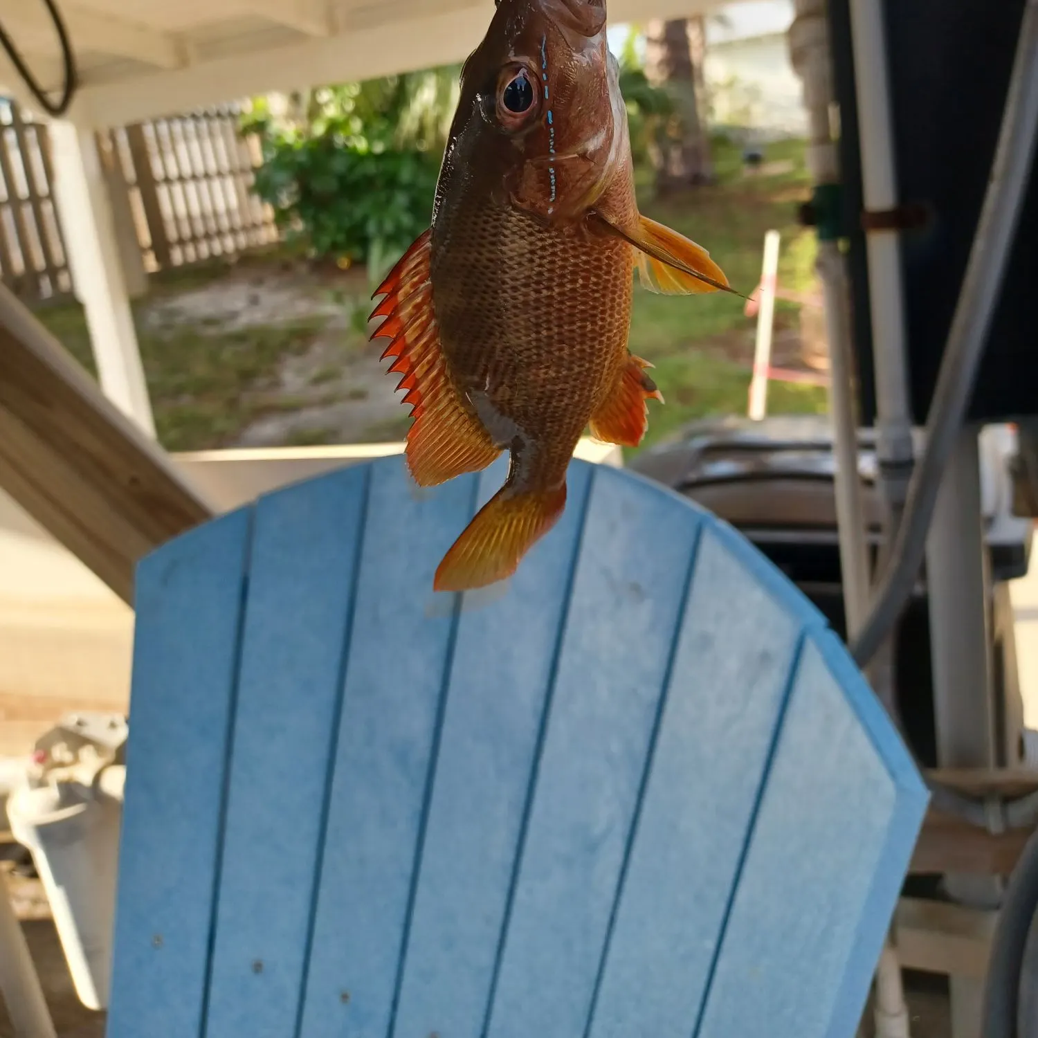 Dog Snapper caught on Fishbrain