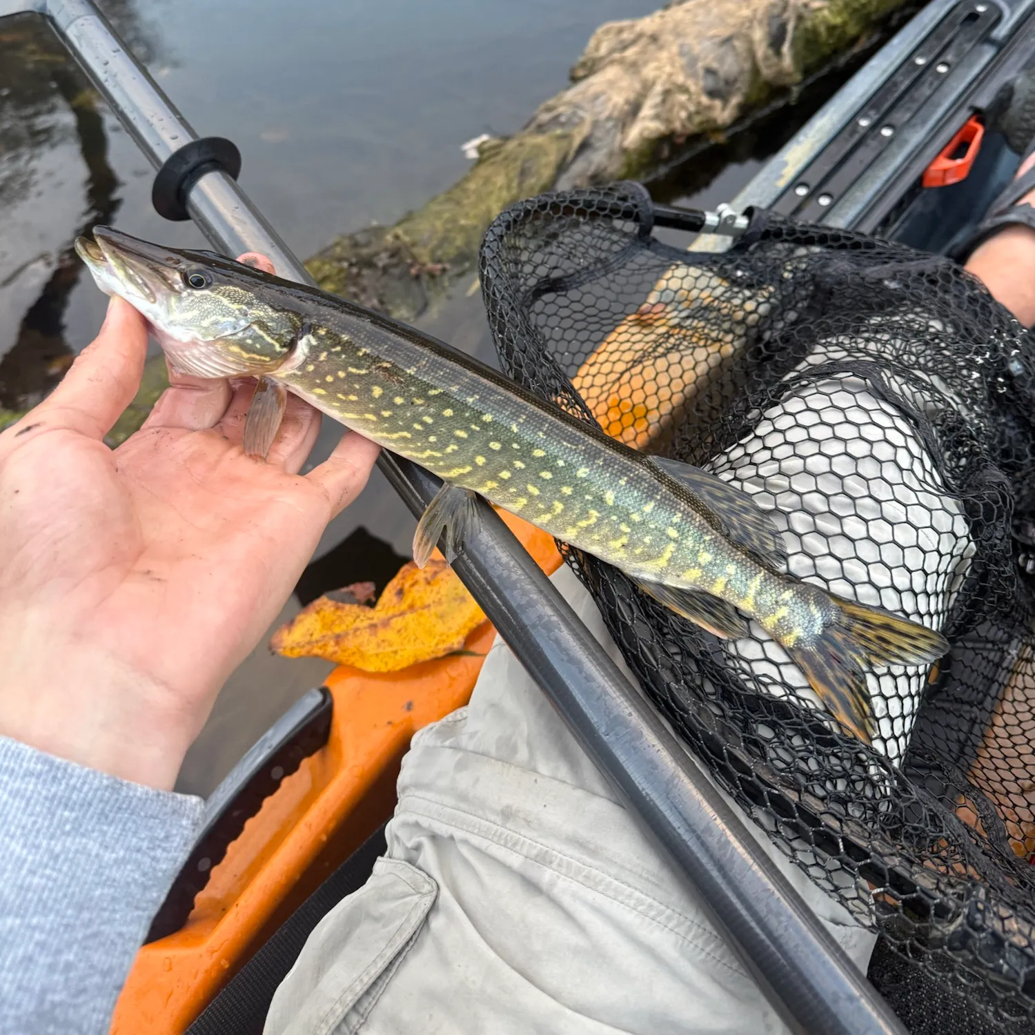 Northern pike caught on Fishbrain