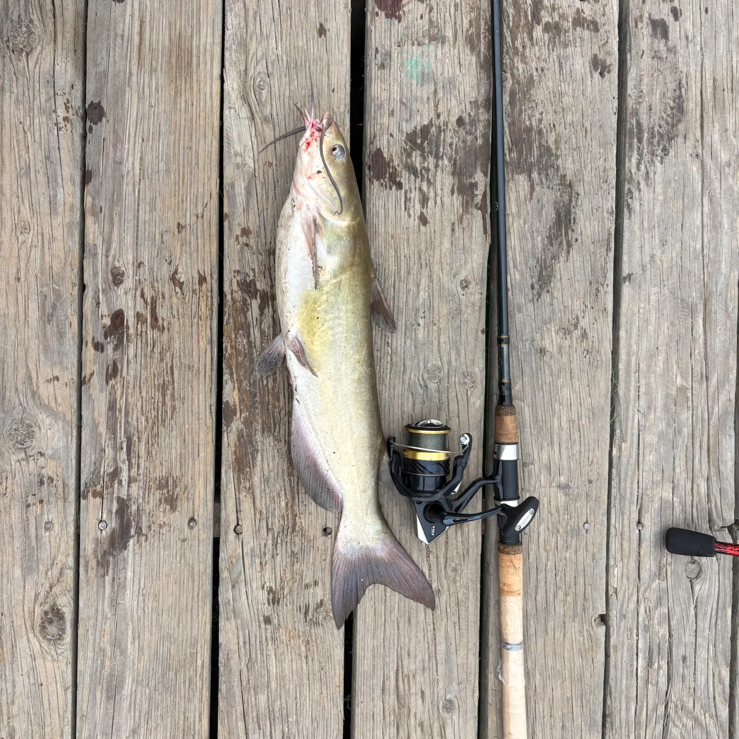 Channel catfish caught on Fishbrain