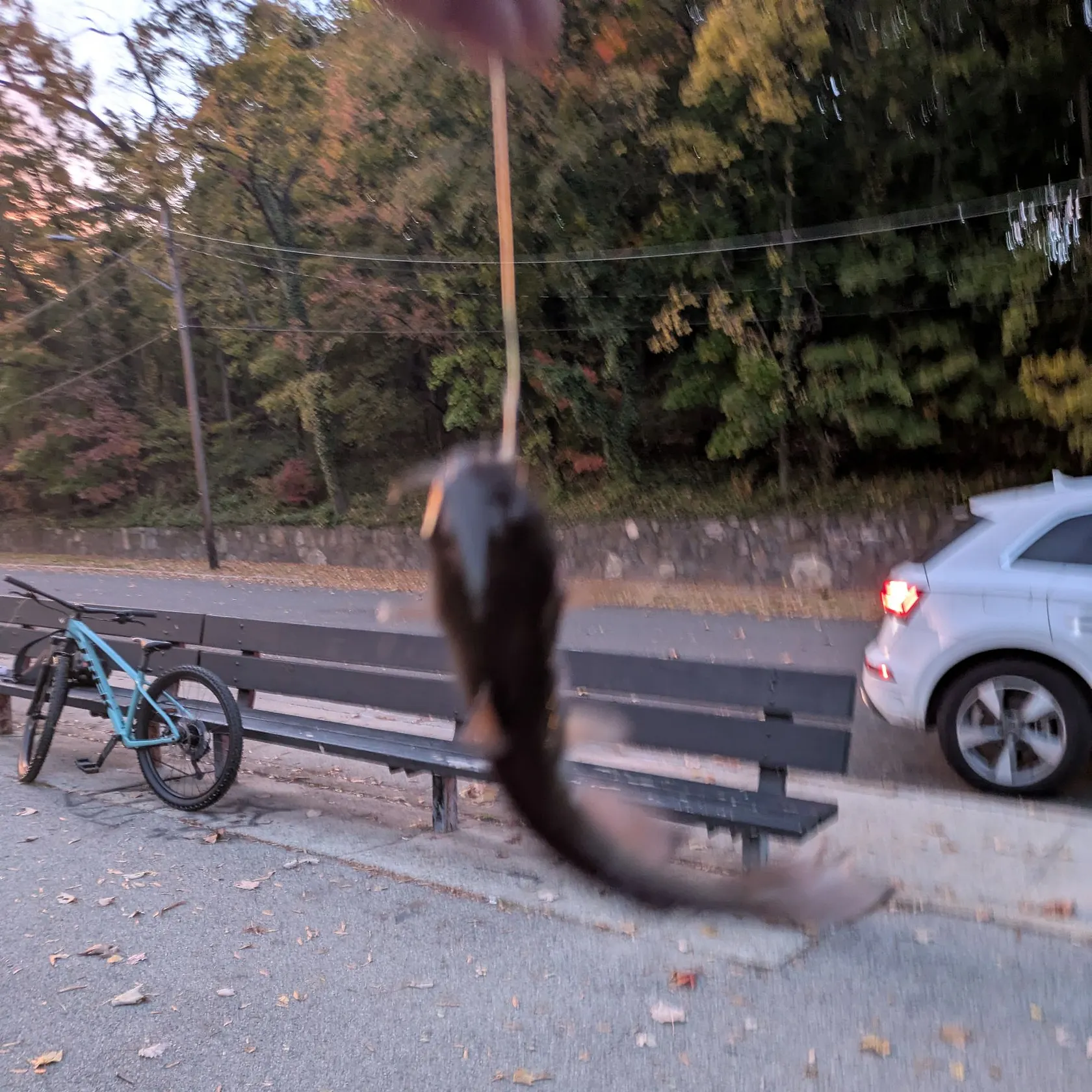 Black bullhead caught on Fishbrain