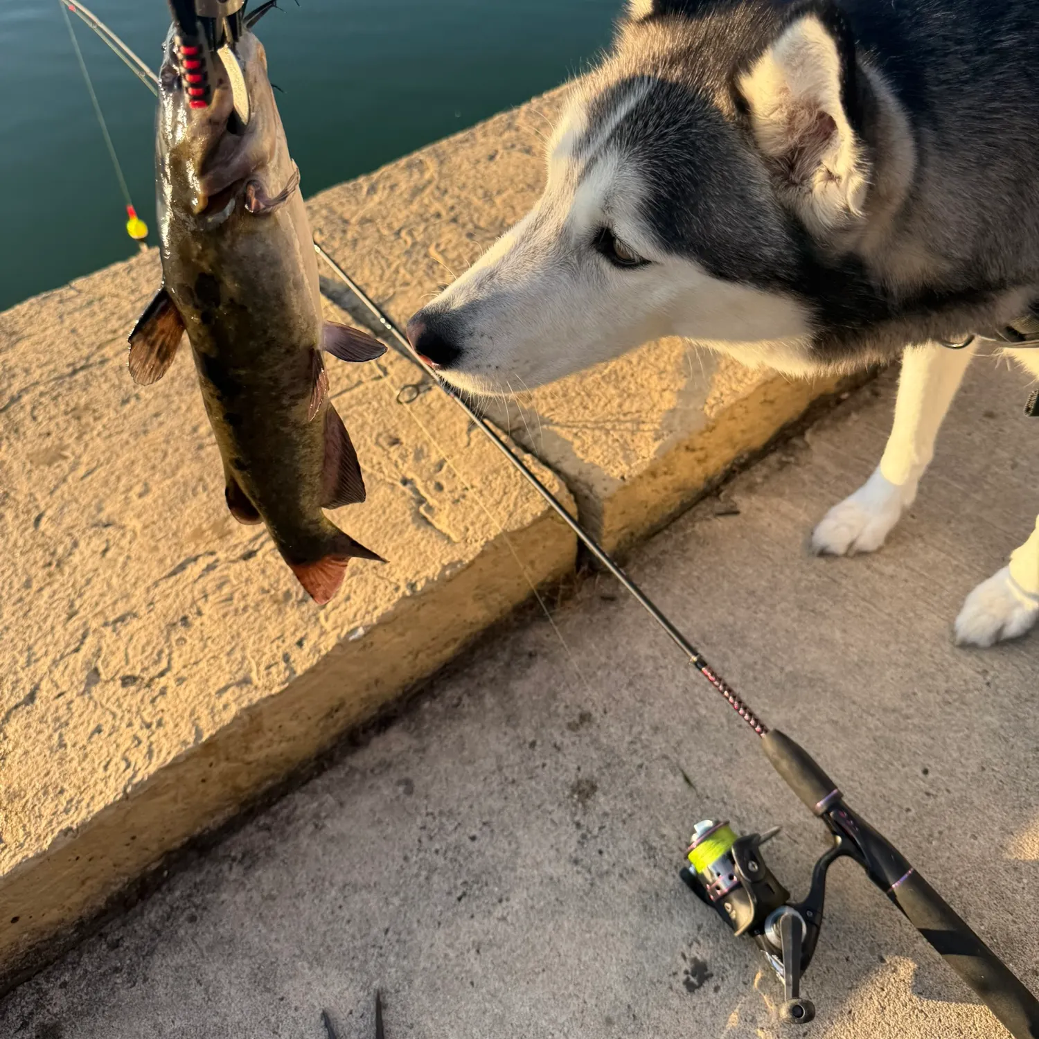 Channel catfish caught on Fishbrain