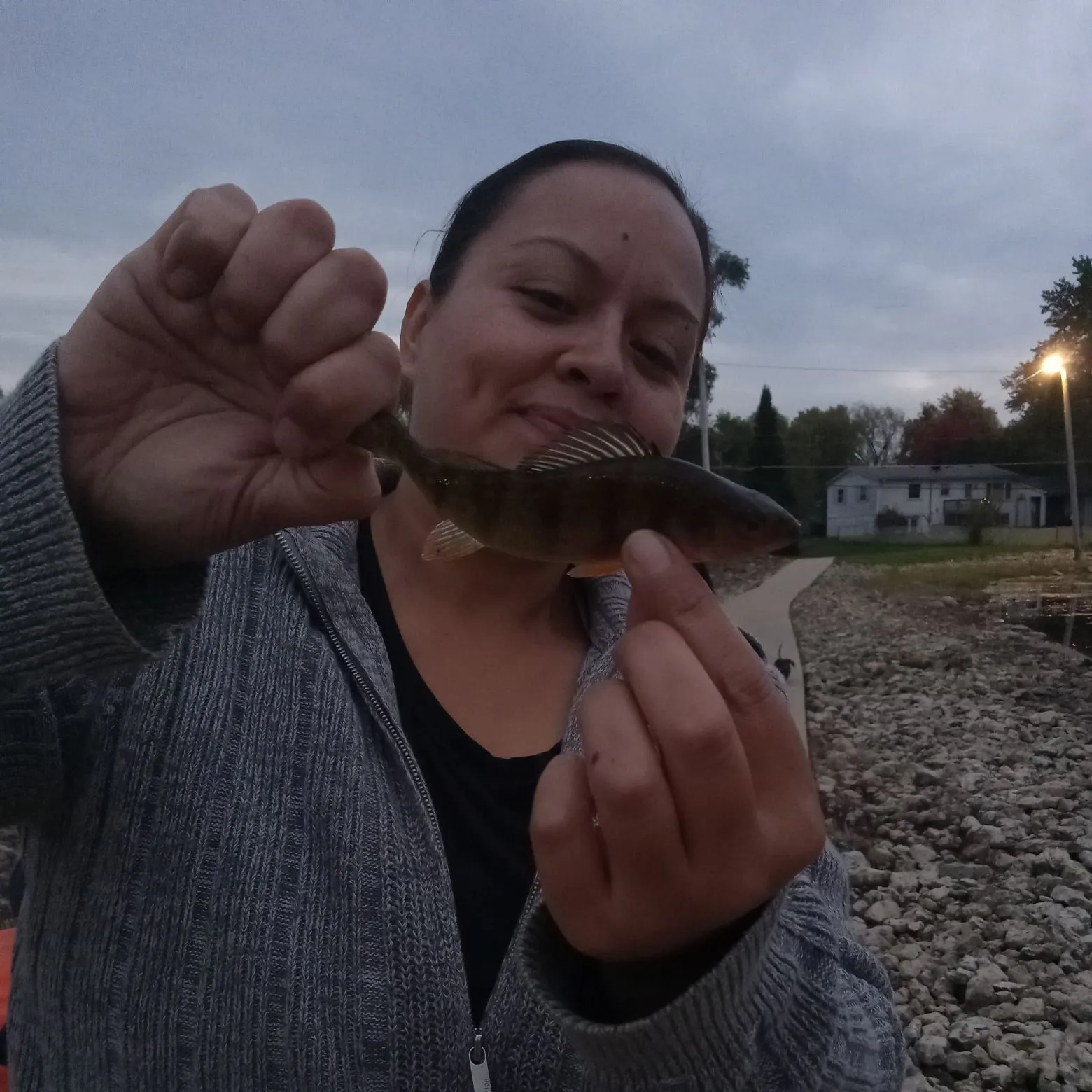 Yellow perch caught on Fishbrain