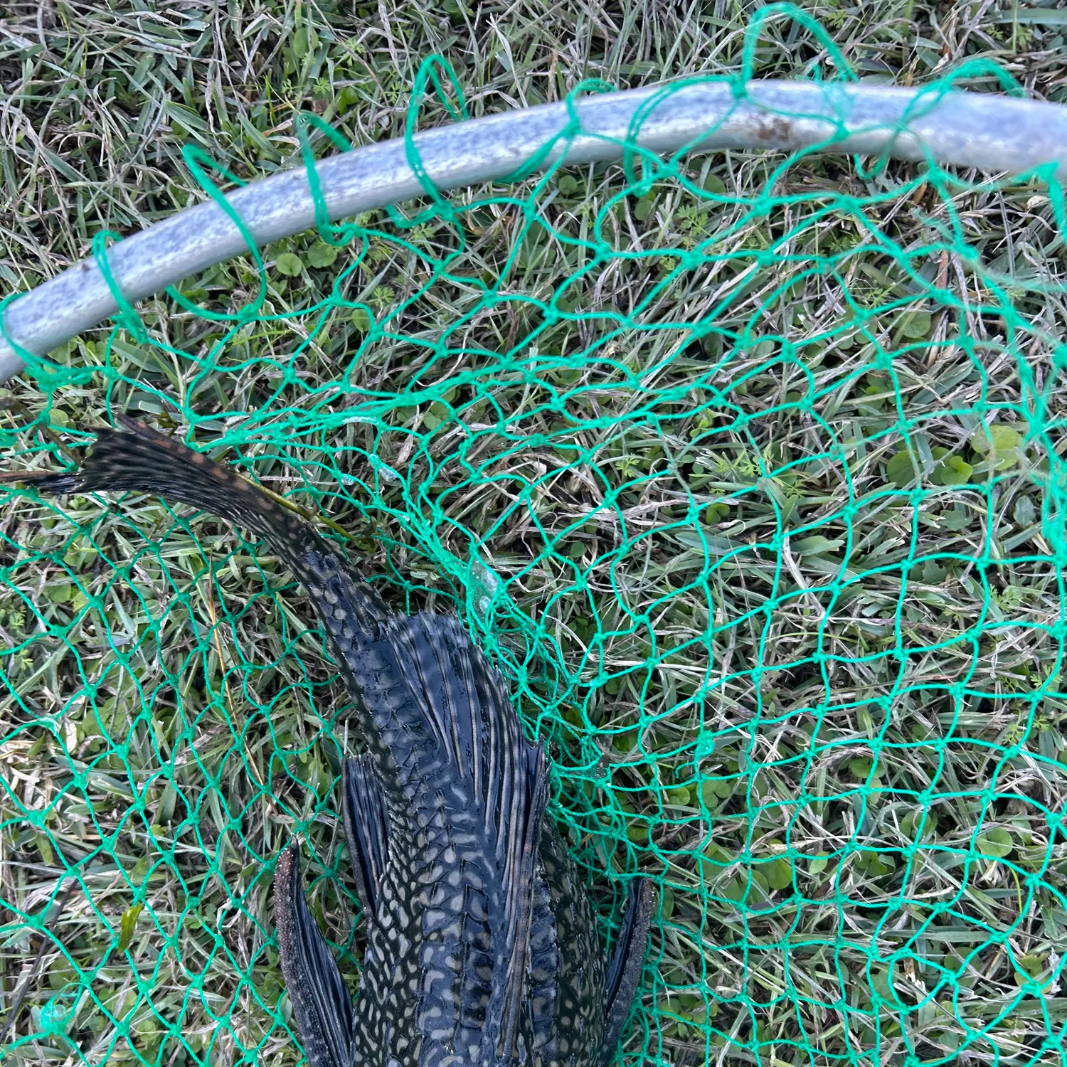 The most recent Suckermouth catfish catches on Fishbrain