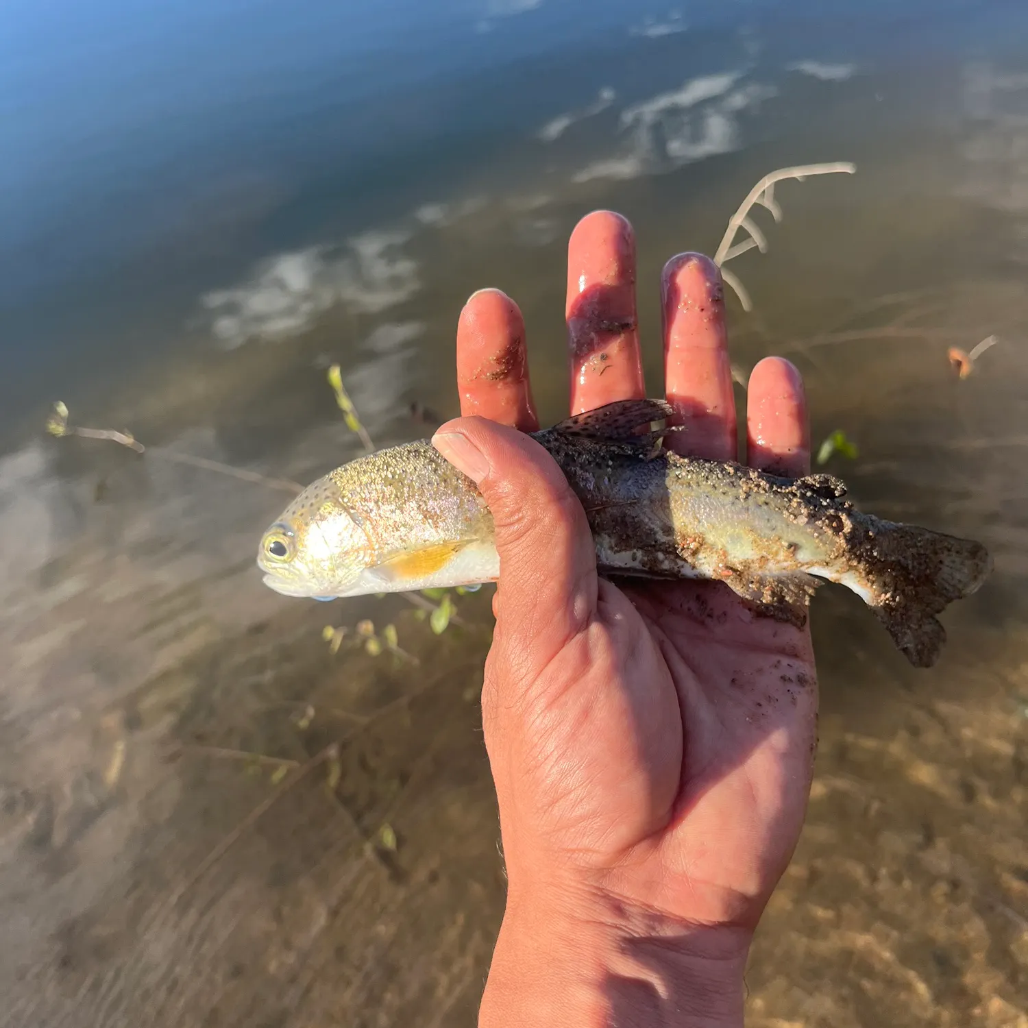 angler catch