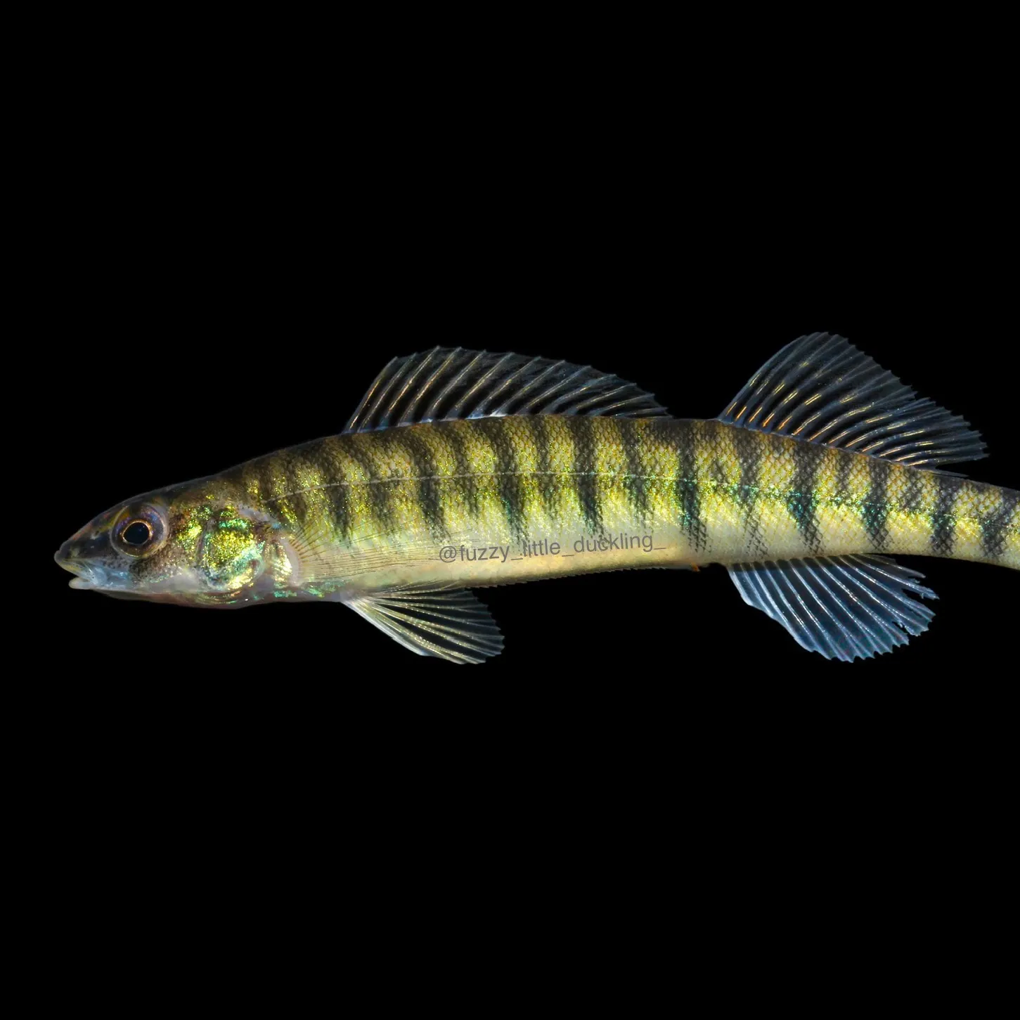 The most recent Bigscale logperch catches on Fishbrain