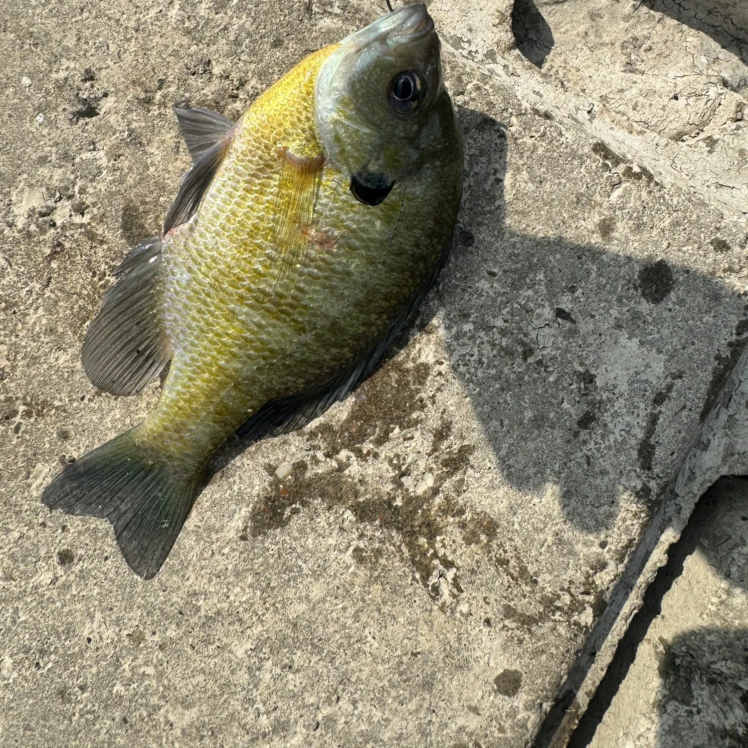 Fish caught on Fishbrain