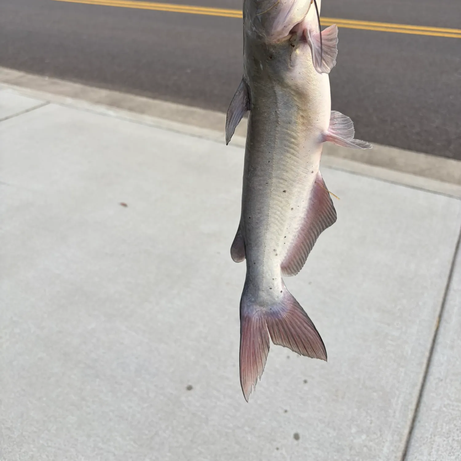 Channel catfish caught on Fishbrain