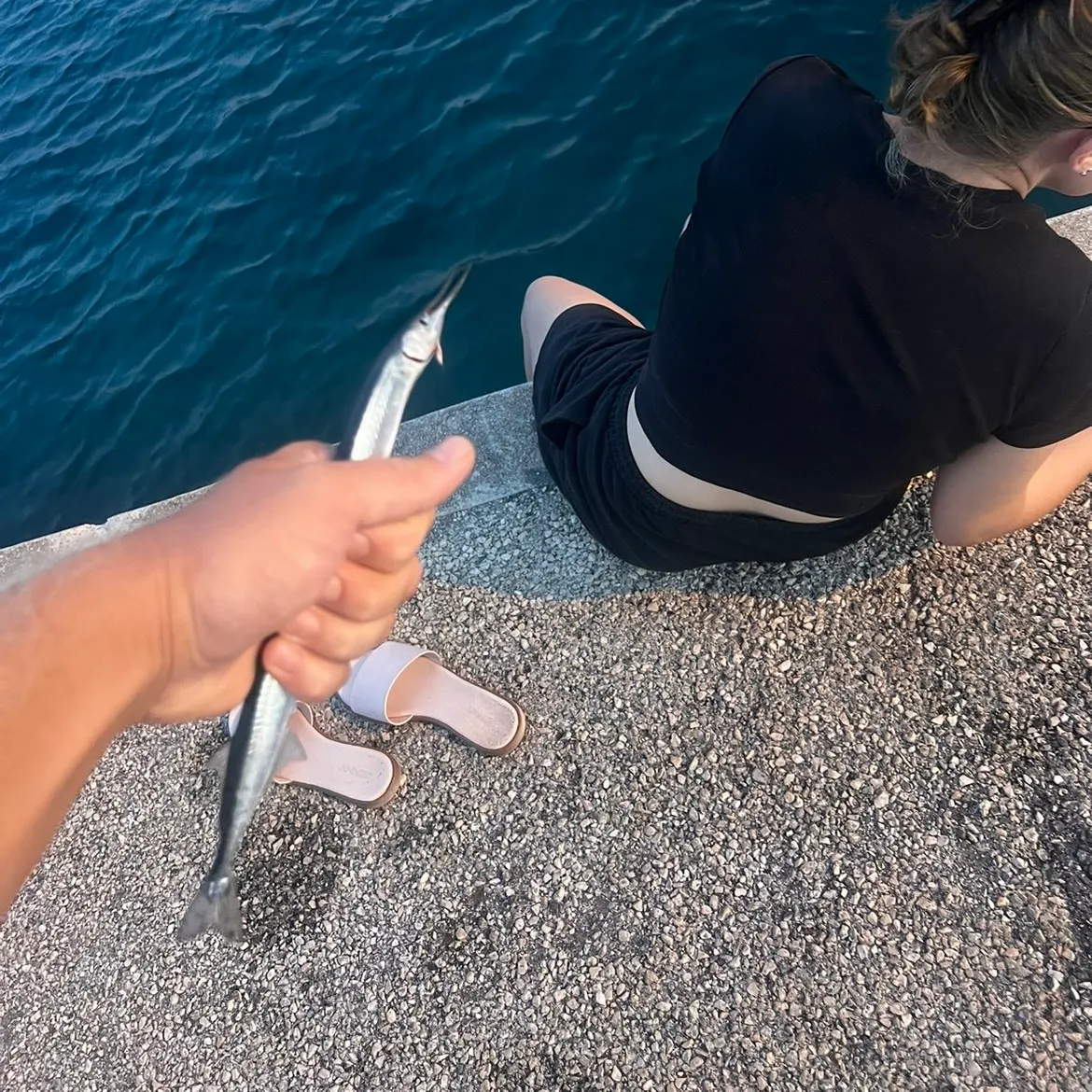 The most recent Atlantic needlefish catches on Fishbrain