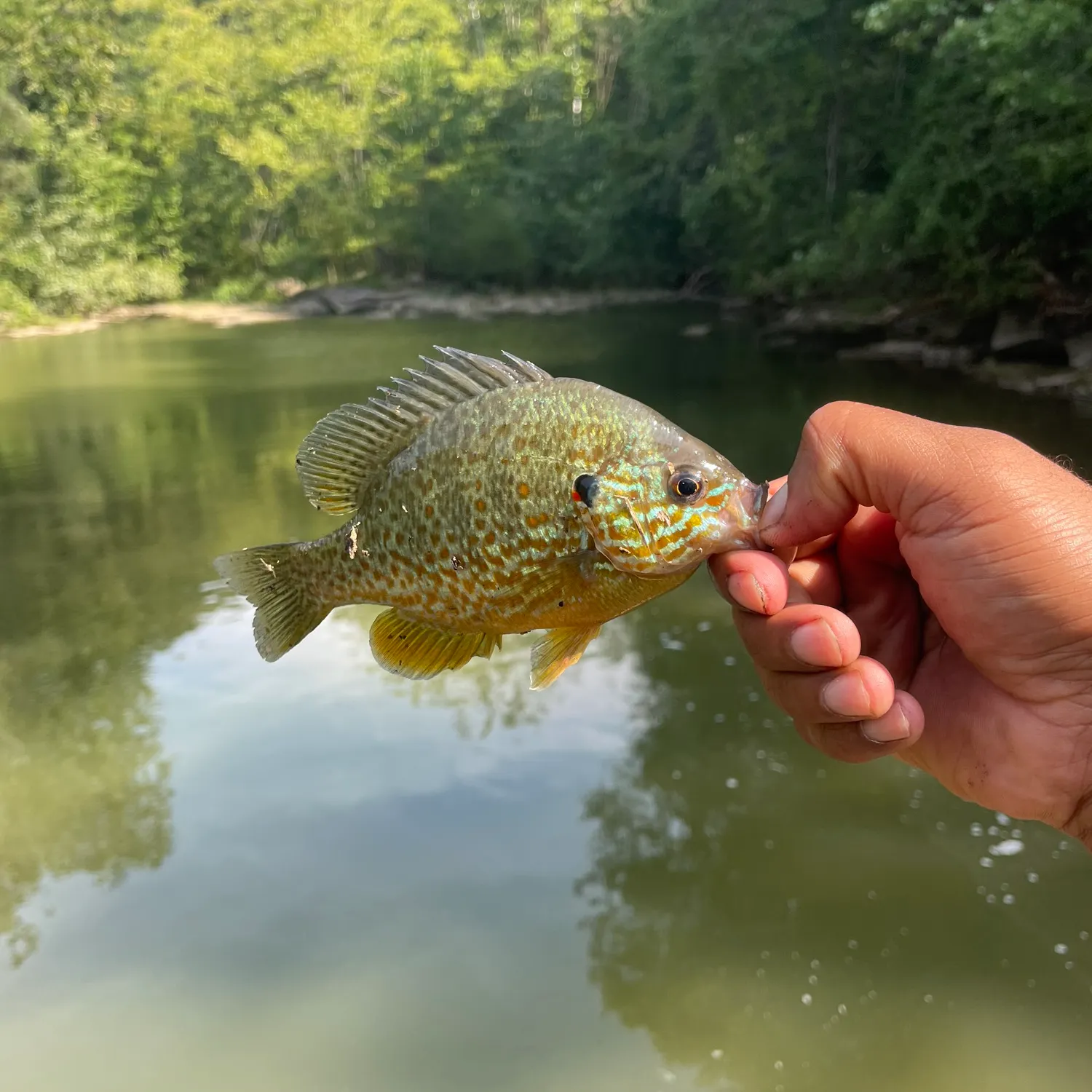 Pumpkinseed caught on Fishbrain