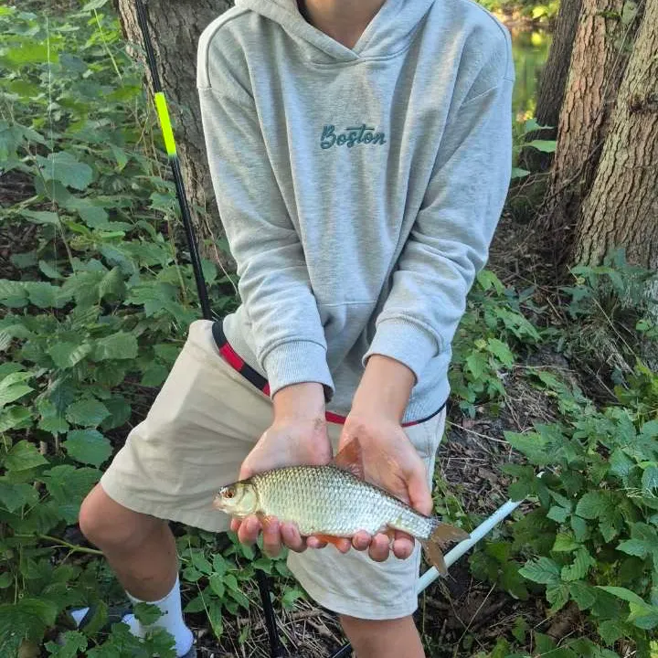 Common roach caught on Fishbrain
