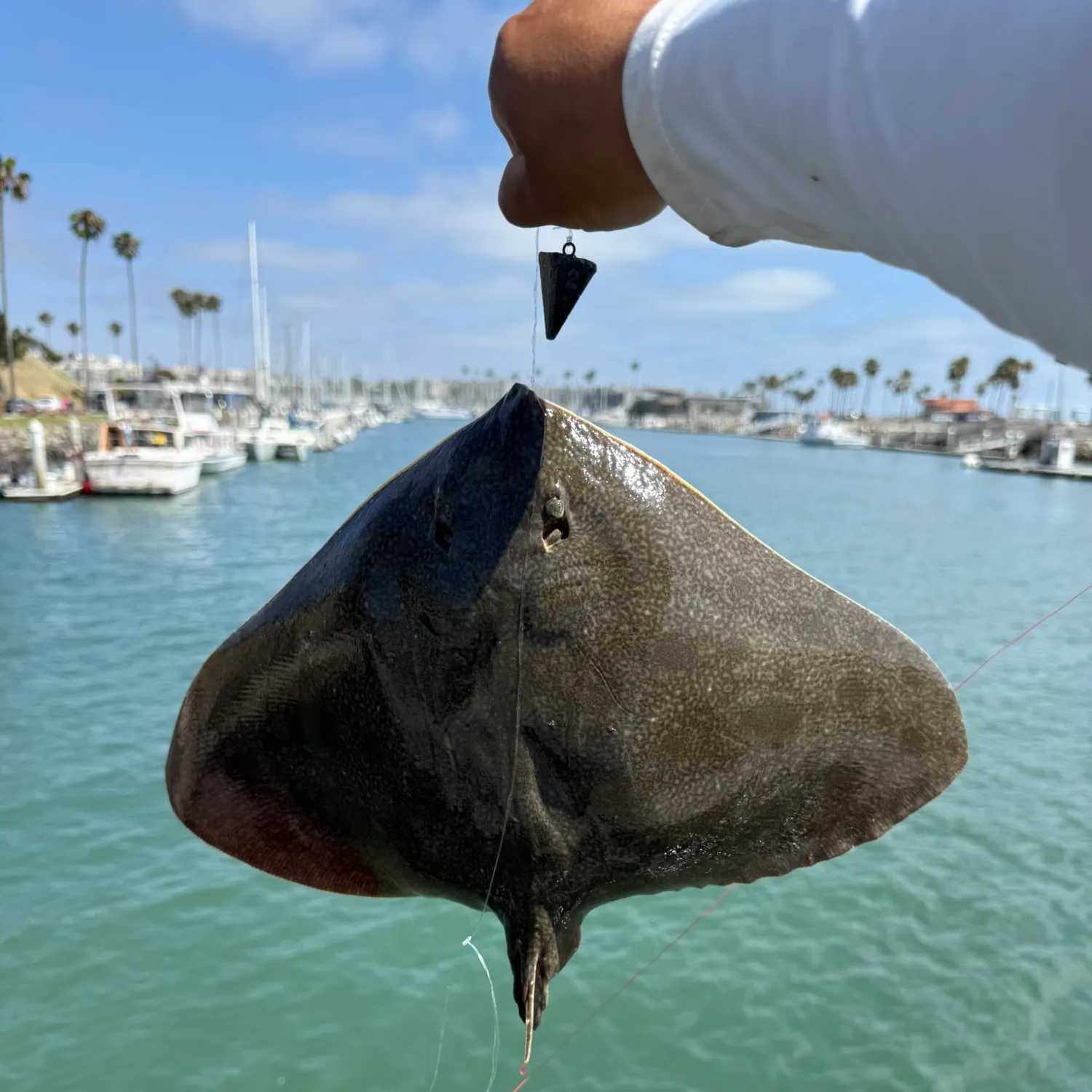 The most recent Spiny butterfly ray catches on Fishbrain