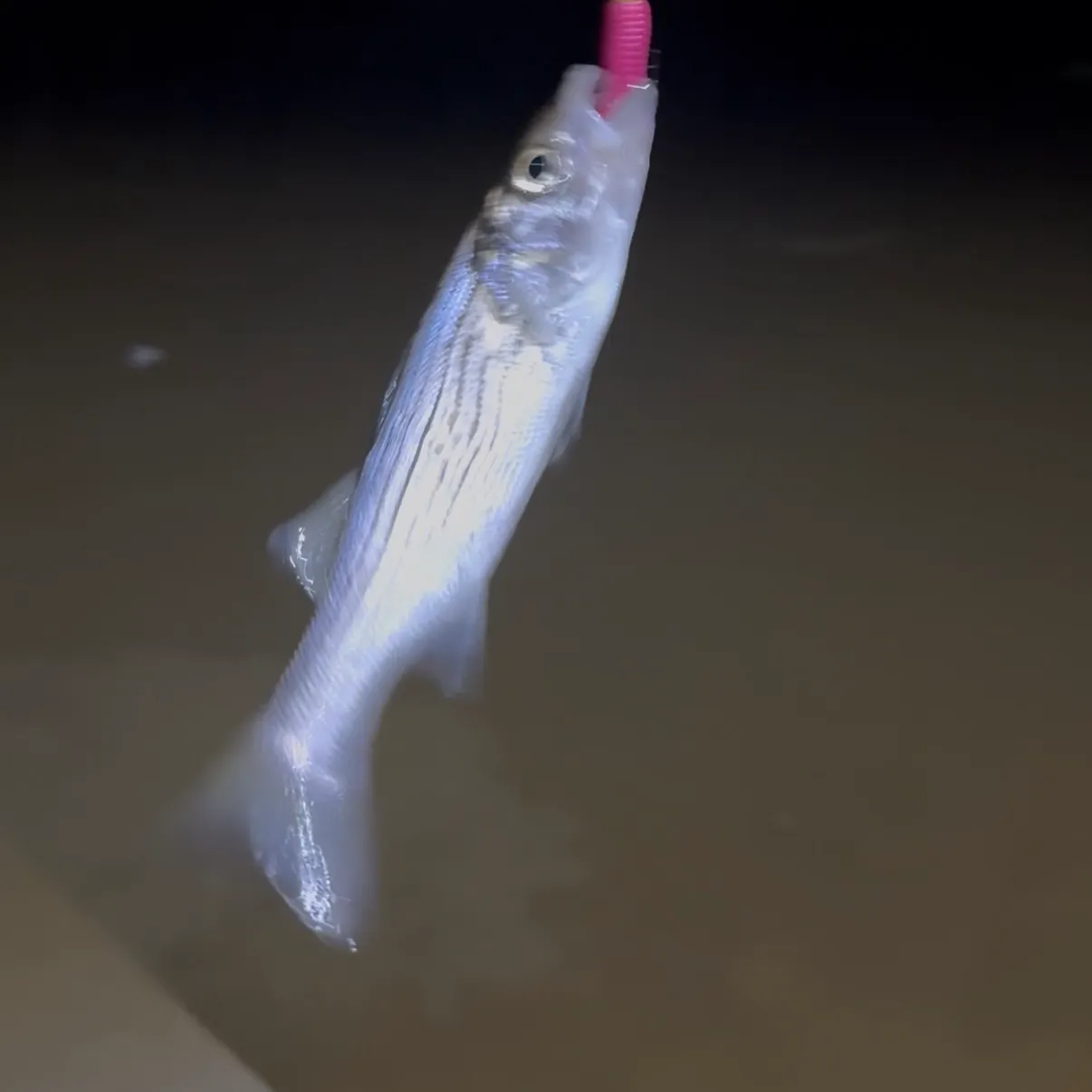 Striped bass caught on Fishbrain