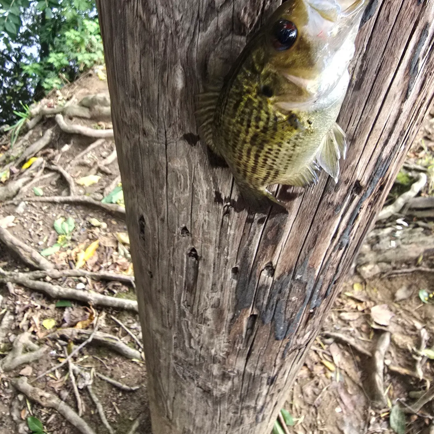 The most recent Redeye bass catches on Fishbrain