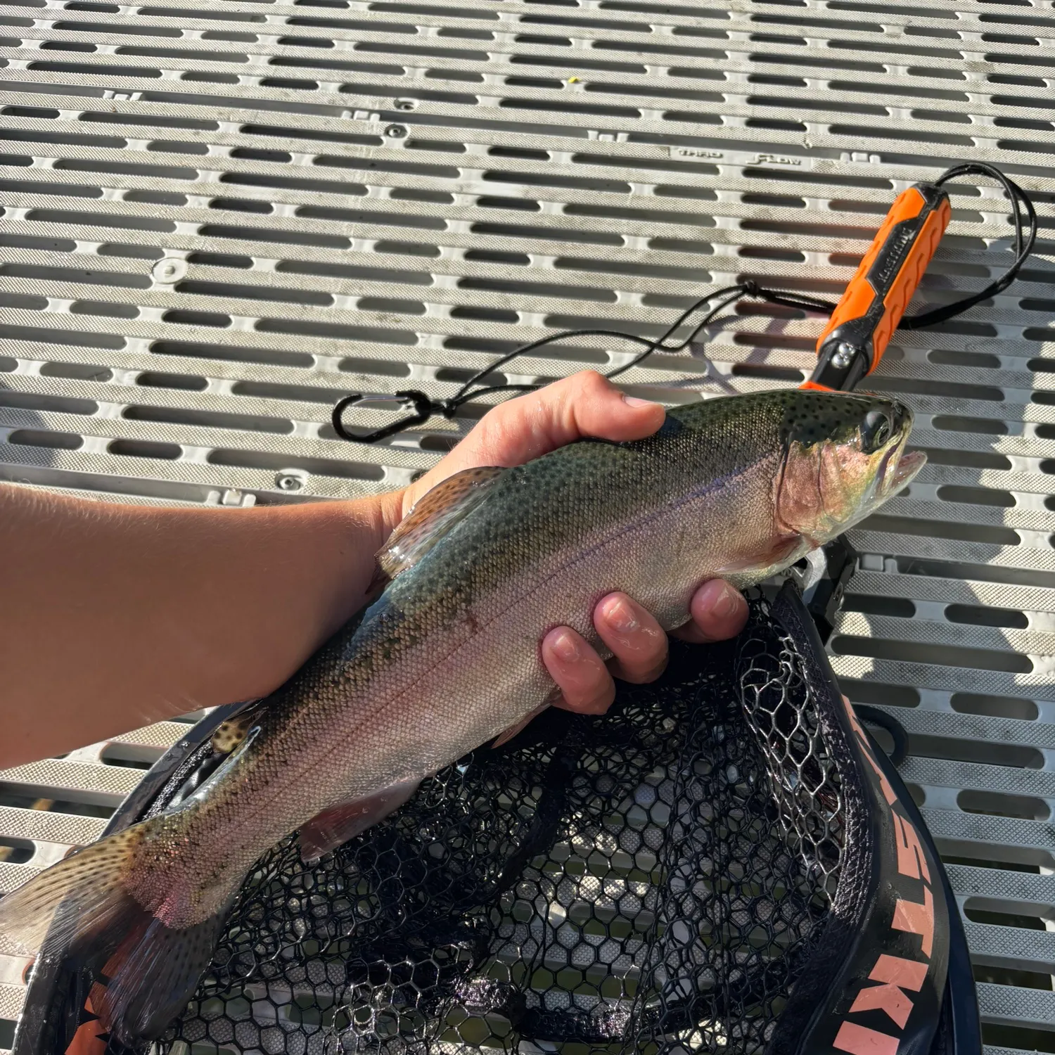 Rainbow trout caught on Fishbrain